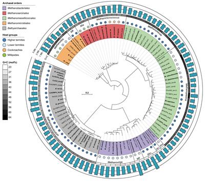 Diversity and taxonomic revision of methanogens and other archaea in the intestinal tract of terrestrial arthropods